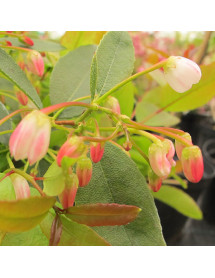Zenobia pulverulenta Raspberry Ripple (5lt)