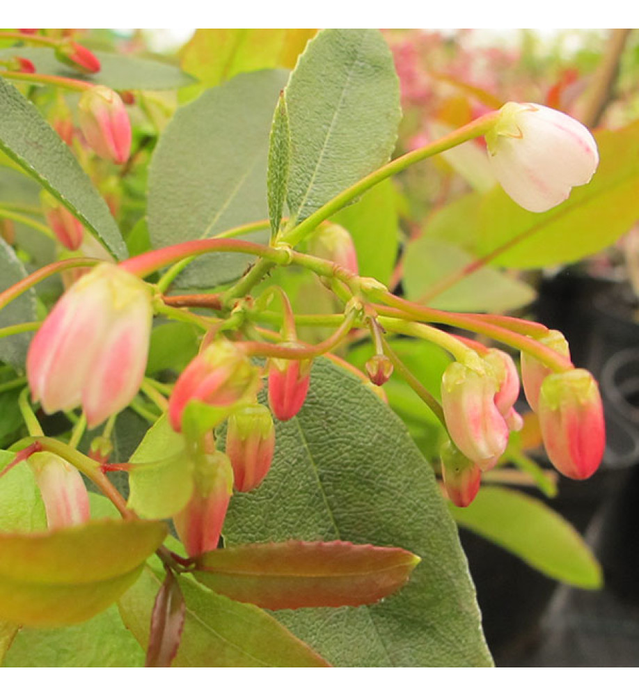 Zenobia pulverulenta Raspberry Ripple (5lt)