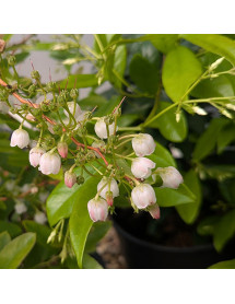 Zenobia pulverulenta Raspberry Ripple (5lt)