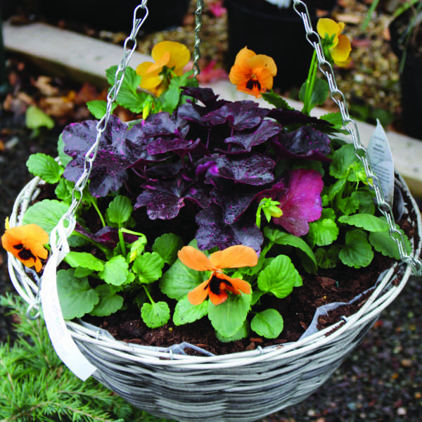 Looking ahead - Summer Hanging Baskets