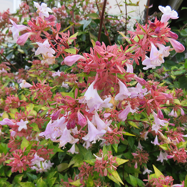 Abelia Francis Mason