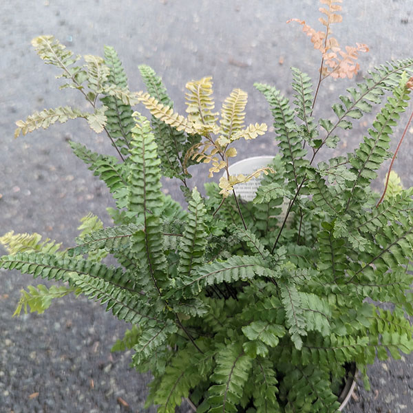 adiantum-hispidulum-1lt