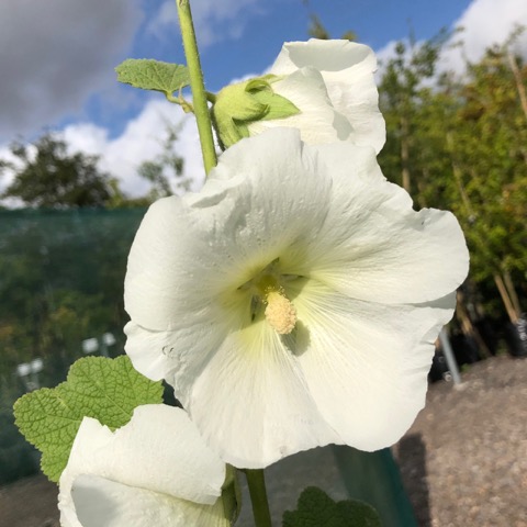 Alcea rosea Polar Star (1lt)