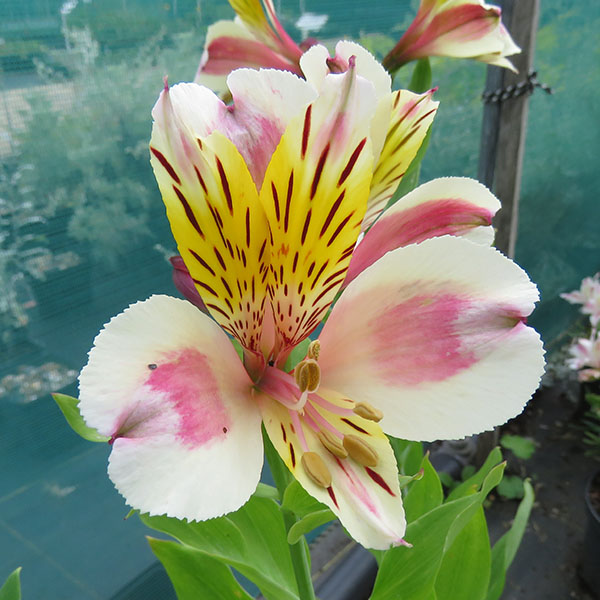 Stories from Langthorns - Alstroemeria