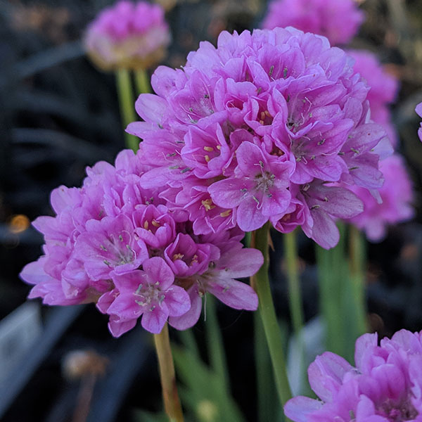 Planting Alpine Containers