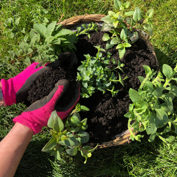 Making Hanging Baskets