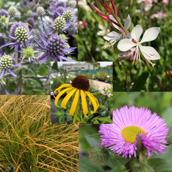 Border Plant Collections