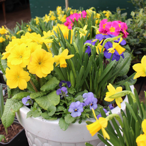 Plants for Spring Containers