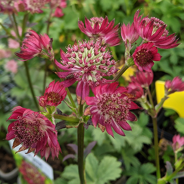 Astrantia major Ruby Wedding (0.9lt)