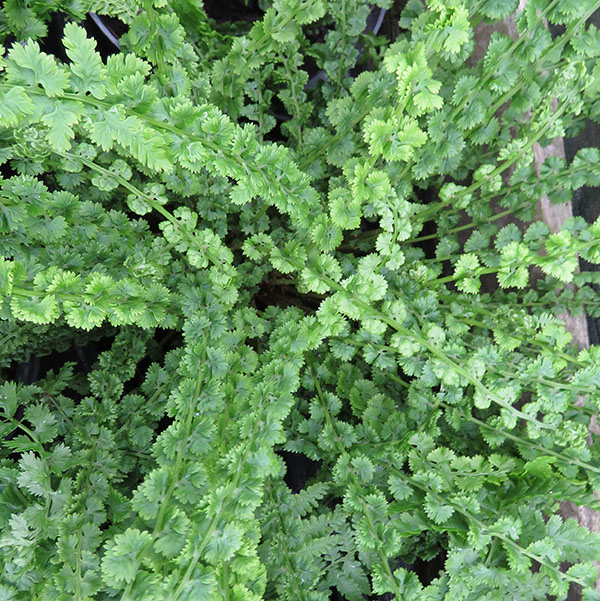 Athyrium filix-femina Frizelliae (1.5lt)