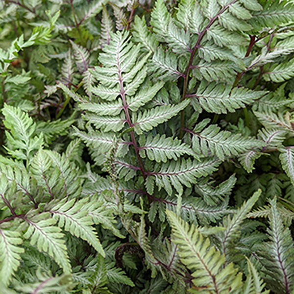 Athyrium niponicum Pewter Lace (1.5lt)