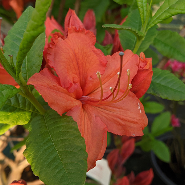 Rhododendron (Azalea) Hotspur Red (4.5lt)