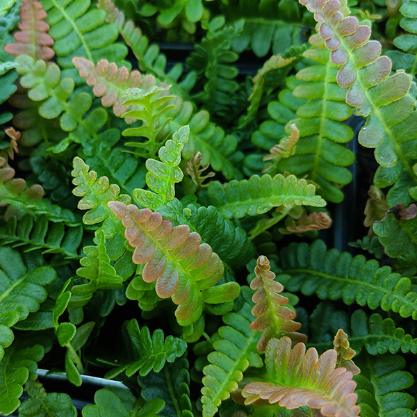 Blechnum penna-marina (1lt)