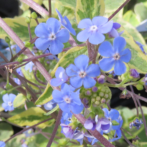 Brunnera macrophylla Hadspen Cream (1lt)