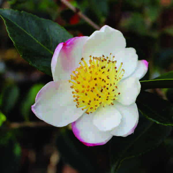 Stories from Langthorns - Camellia sasanqua