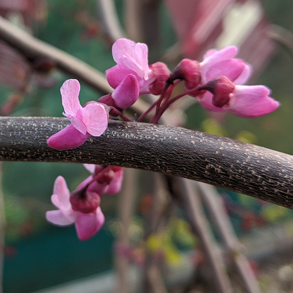 Cercis canadensis Ruby Falls (12lt)