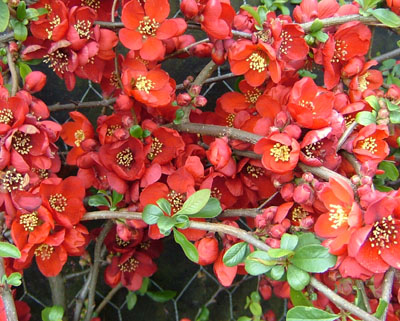 Chaenomeles x superba Crimson and Gold (3lt)