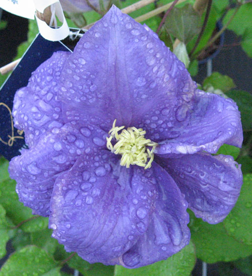 Top Clematis picks for containers