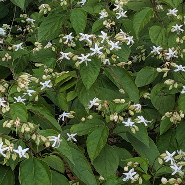 Clerodendrum trichotomum fargesii (3lt)