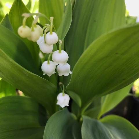 Stories from Langthorns - Convallaria majalis