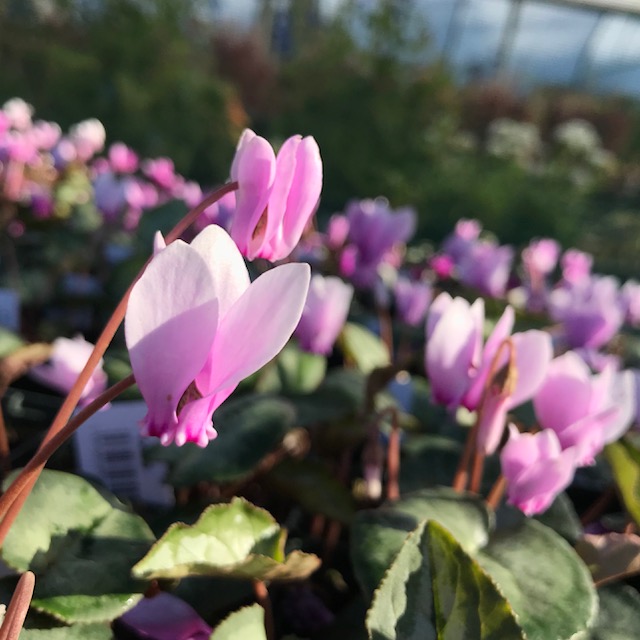 Stories from Langthorns - Cyclamen Hederifolium