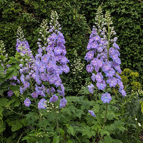 Delphinium elatum 'Blue Lace' - Buy Online at Annie's Annuals