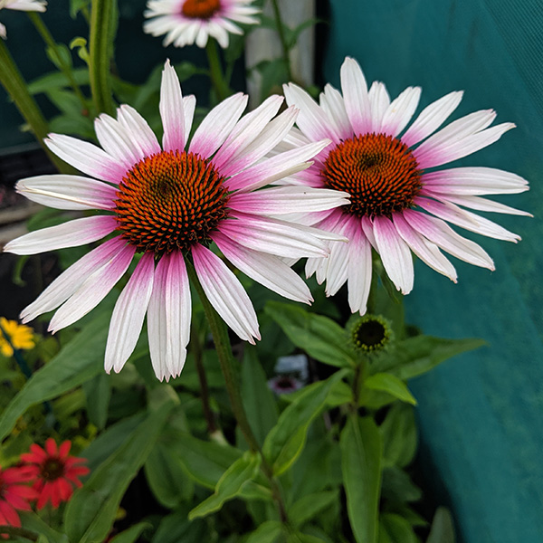 Garden Jobs July 2022