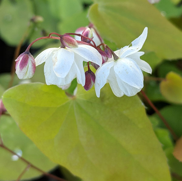 Ground Cover Plants for Shade