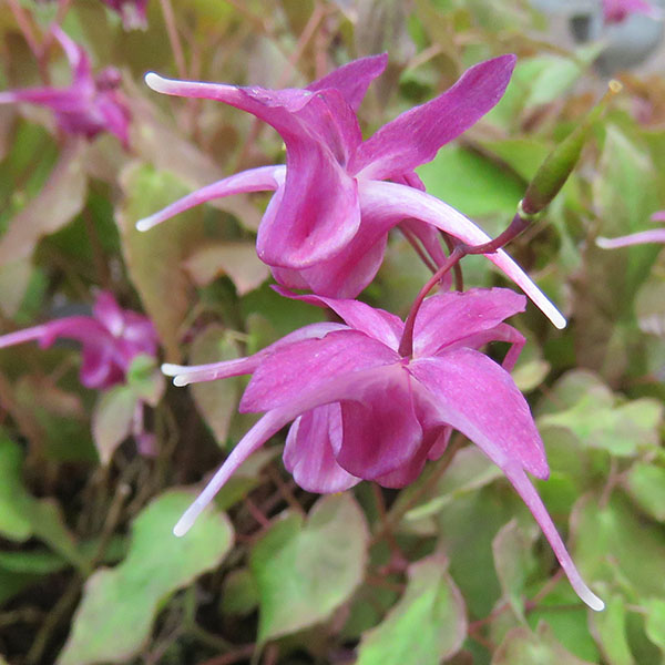 Stories from Langthorns - Epimedium