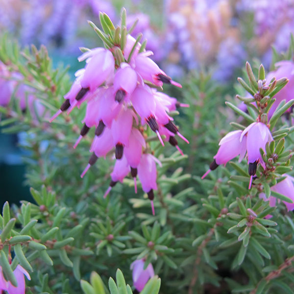 erica-x-darleyensis-mary-helen-2lt