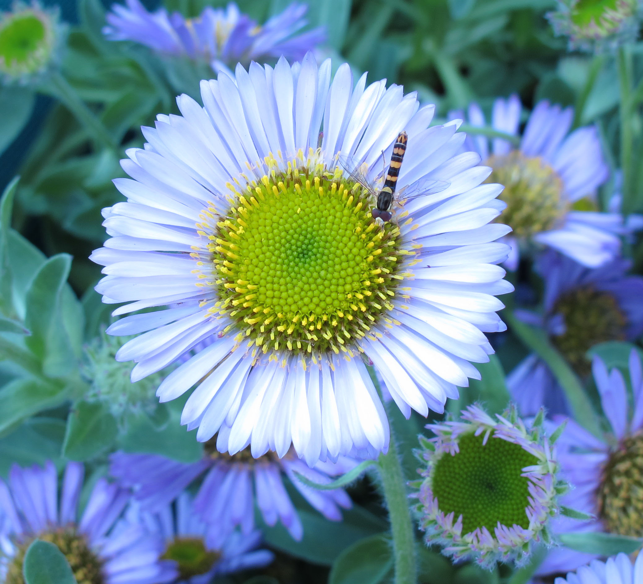 Erigeron glaucus Sea Breeze (1lt)