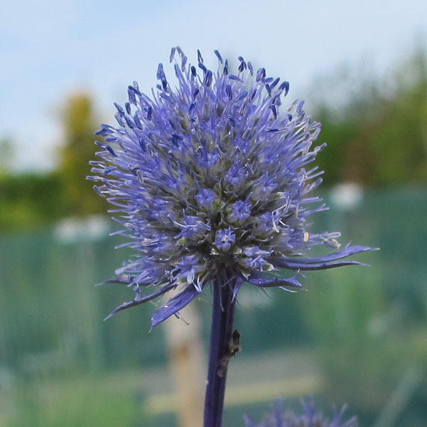 Eryngium planum Blue Cap (1lt)