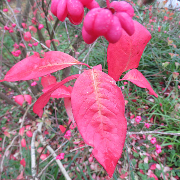 Euonymus europaeus Red Cascade (7.5lt)