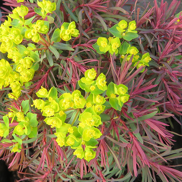 Euphorbia cyparisias Fens Ruby (1lt)