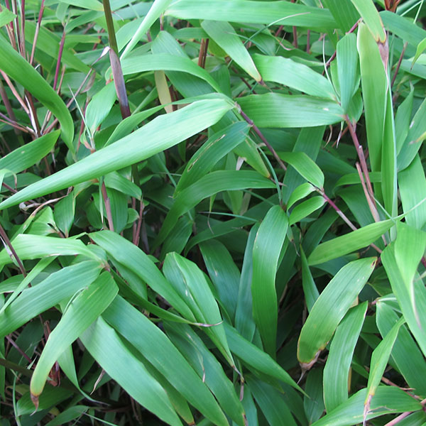 Fargesia rufa (10lt)