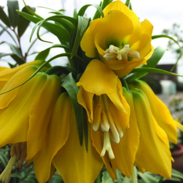 Plants for Spring Borders