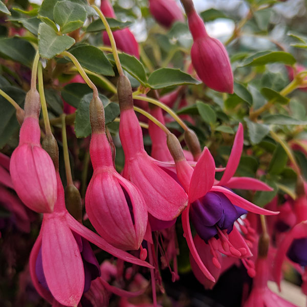 Fuchsia Tom Thumb (3lt)