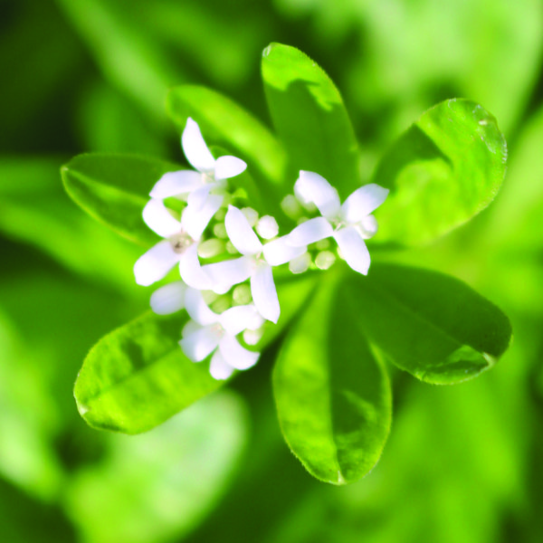 Stories from Langthorns - Galium Odoratum