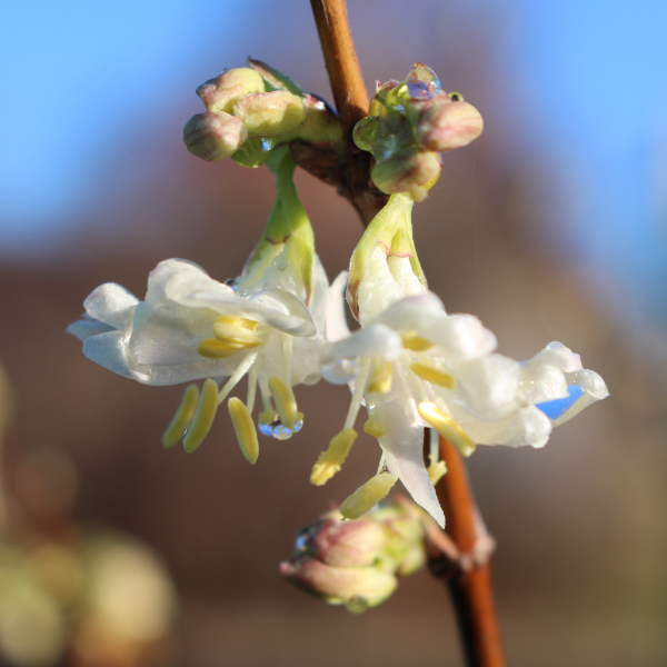Create a spectacular Winter Garden