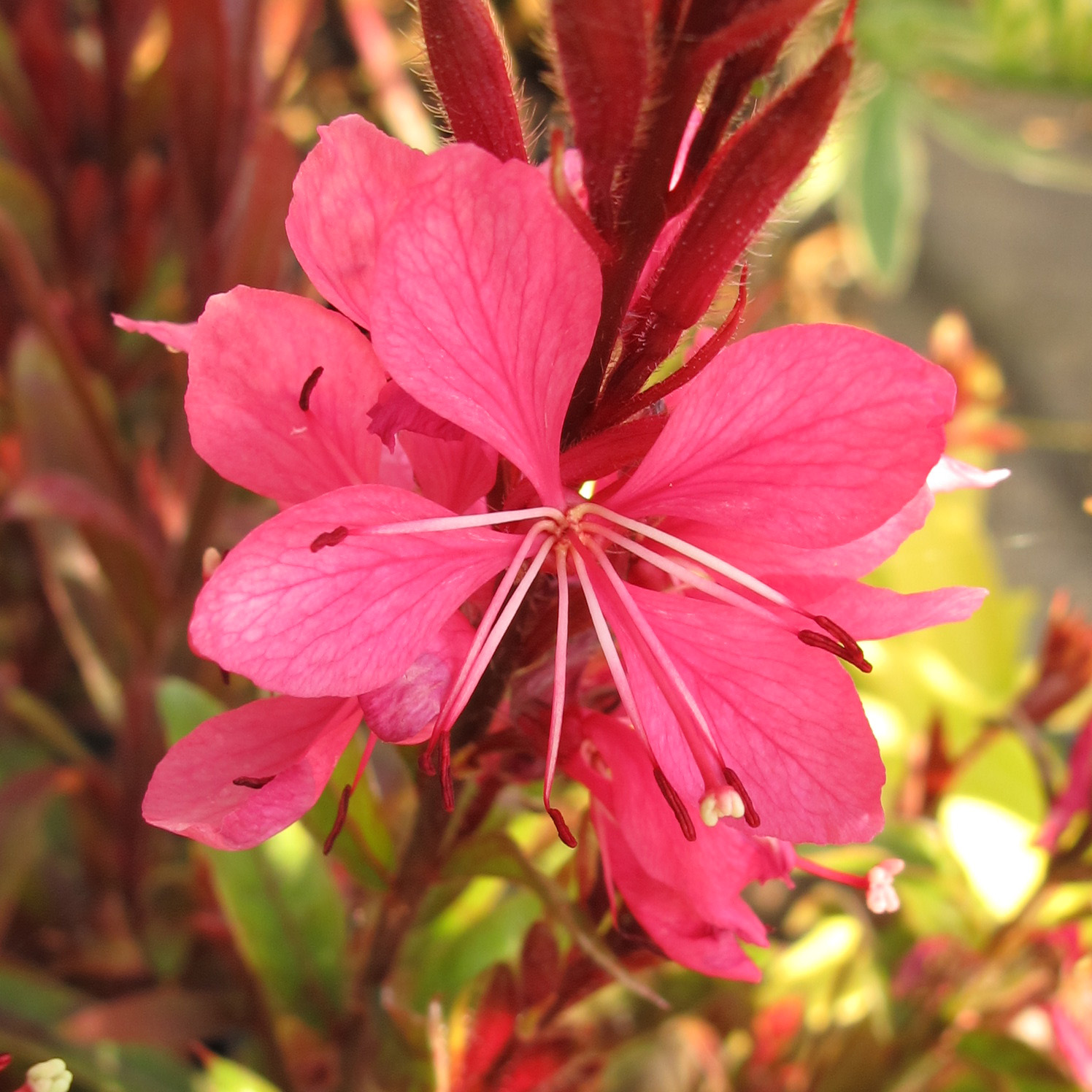 Gaura lindheimeri Crimson Butterflies (Oenothera) (1lt)