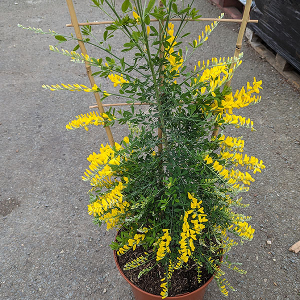 Genista Porlock (7.5lt trellis)