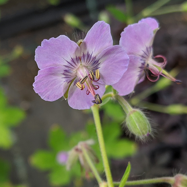 Geranium phaeum var. lividum Majus (1lt)