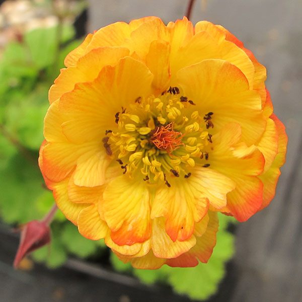 Geum Tequila Sunrise (1lt)