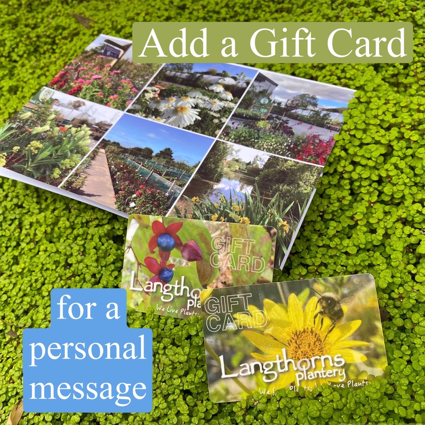 Langthorns All NEW Gift Cards