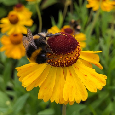 Plants for pollinating insects