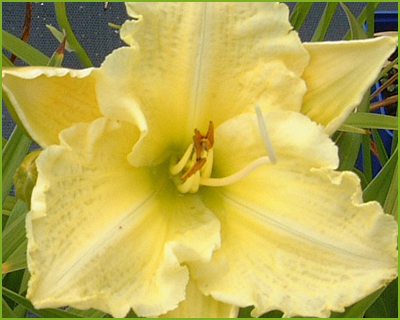 Brocaded Gown Trophytakersupsup Daylily