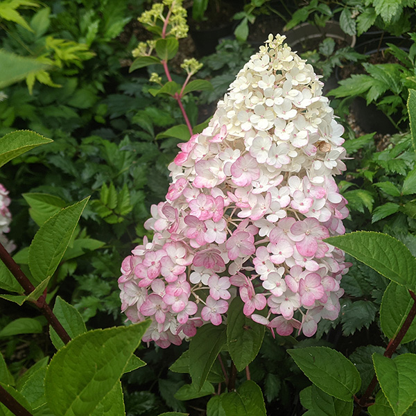 Hydrangea paniculata Sundae Fraise (3lt)