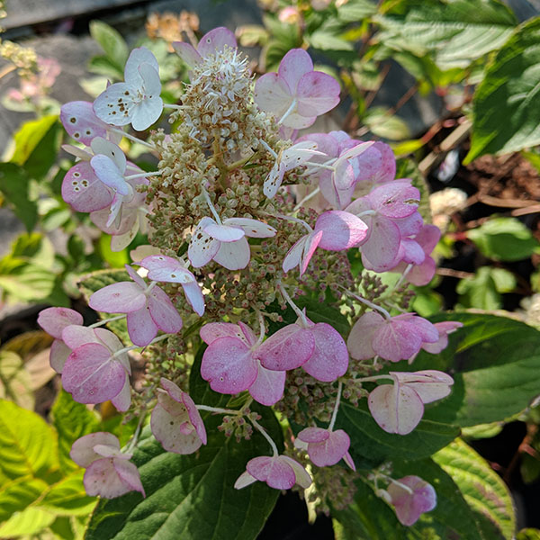 Hydrangea paniculata Tardiva (3lt)