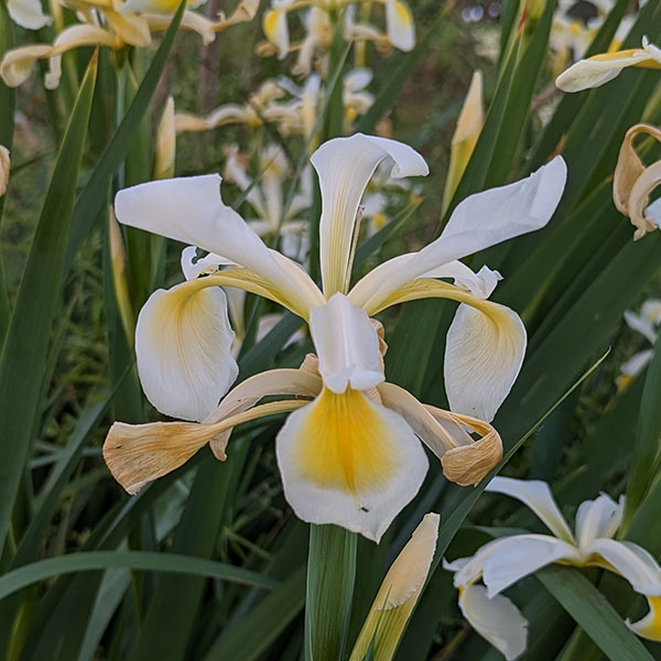 Iris orientalis (1lt)