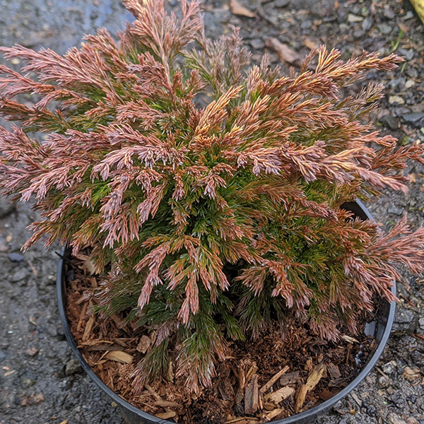 Juniperus horizontalis Limeglow (3lt)